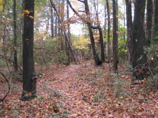 Environment